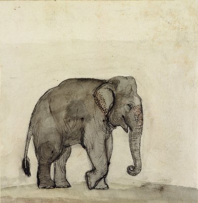 Elephant, c.1790 by Gungaram Tambat
